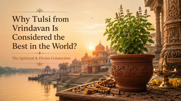 Why Tulsi from Vrindavan Is Considered the Best in the World?